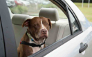 Úc: Lái xe bỏ chó trong xe nắng nóng có thể nhận hình phạt tới 44 ngàn đô hoặc tù 1 năm 