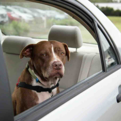 Úc: Lái xe bỏ chó trong xe nắng nóng có thể nhận hình phạt tới 44 ngàn đô hoặc tù 1 năm 