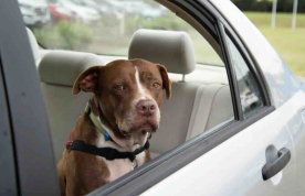 Úc: Lái xe bỏ chó trong xe nắng nóng có thể nhận hình phạt tới 44 ngàn đô hoặc tù 1 năm 