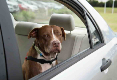 Úc: Lái xe bỏ chó trong xe nắng nóng có thể nhận hình phạt tới 44 ngàn đô hoặc tù 1 năm 